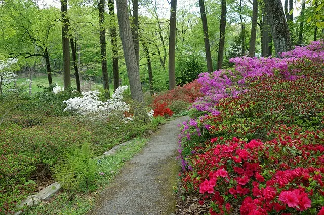 Ogród jak arboretum. Jak go urządzić?